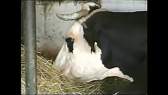 Baise De Visage Intense Et Action De Gorge Profonde Avec Une Amatrice Aux Courbes Généreuses